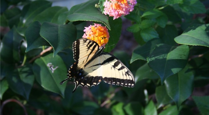 Butterfly on Lantana Flower