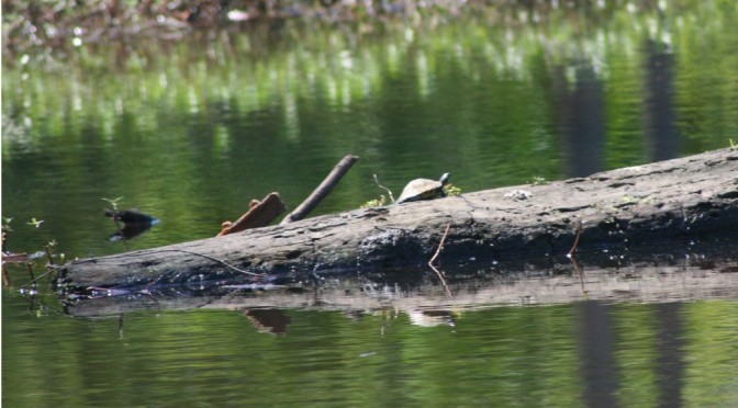 Turtle in the sun on log